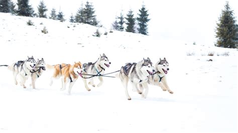 Top 5 Pagosa Springs Colorado Winter Activities