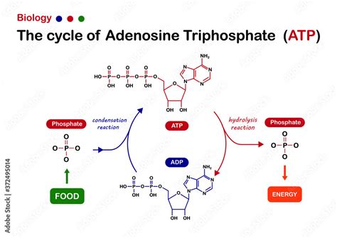 Biology diagram show Adenosine triphosphate (ATP) cycle for energy production in cell Stock ...