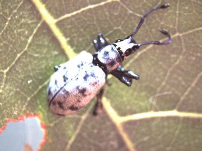 New Weevil In Town - UF/IFAS Extension Pinellas County