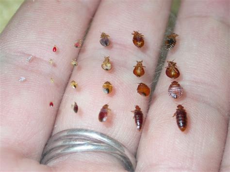 Everything You Need To Know About Bed Bugs AKA Cimicidae (FAQs)