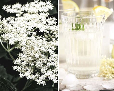 Refreshing Gin Elderflower Cocktail - Where Is My Spoon