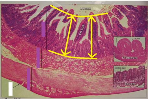 Lab 5 Digestive system P1 Flashcards | Quizlet