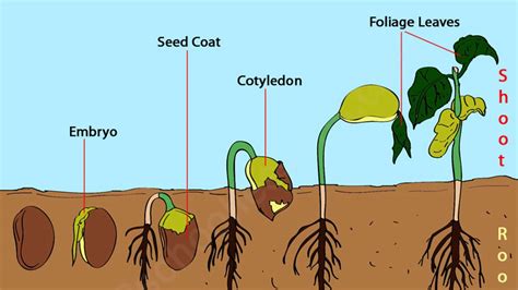 Verschiedene schlampige Generationen – Telegraph