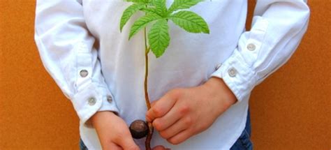 Growing a Chestnut Tree from Seed | DoItYourself.com