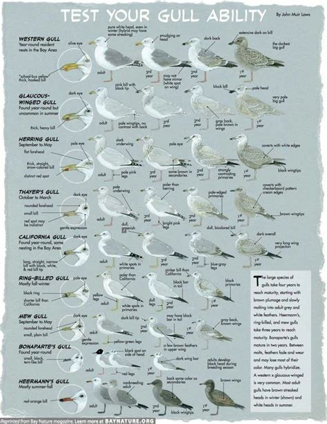 Southern California Gull Guide - Birds of Southern California