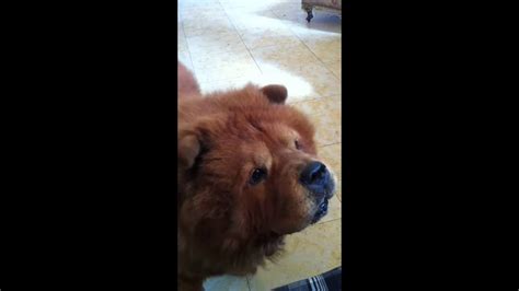 MOV funny the barking dog can count - YouTube