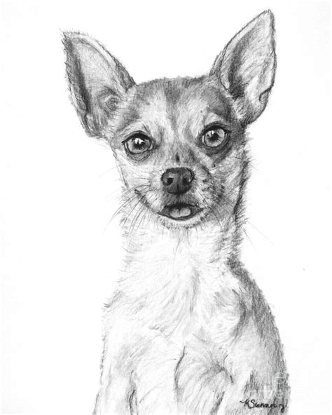 Smiling Chihuahua in Charcoal Drawing by Kate Sumners - Fine Art America