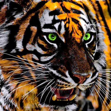 Roaring Tiger 4K Wallpapers | HD Wallpapers | ID #30286