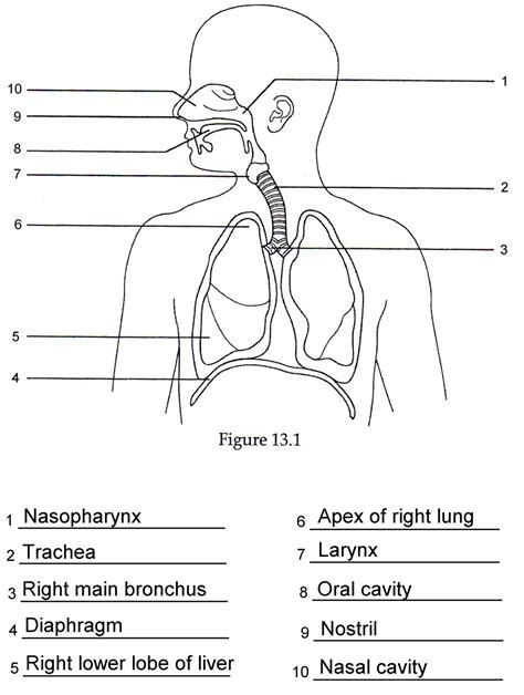 Blank Diagram Of Respiratory System Diagram Unlabelled Respi