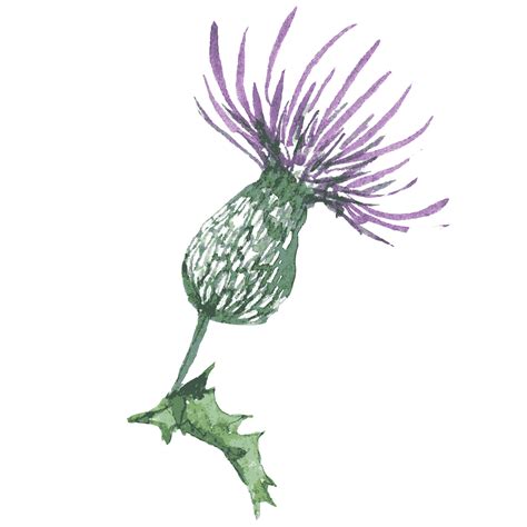 Thistles art, Thistle tattoo, Flower art drawing