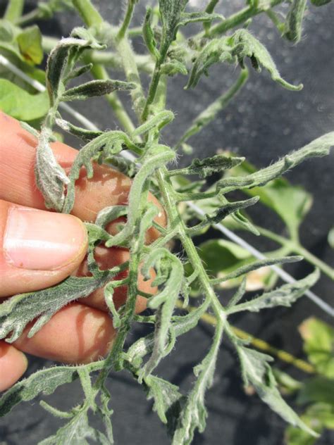 Tomato Leaf Curling | Purdue University Vegetable Crops Hotline