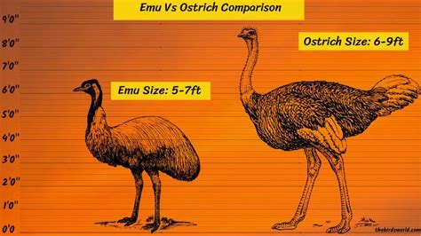 Emu Feet Size & Power Explained: How Does It Compare With?