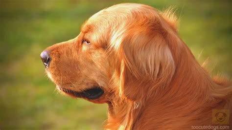 Golden Retriever Ear Shape & Purpose (Complete Guide)