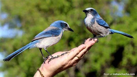 Tamil Nadu Bird Sanctuaries – Only 5 Minutes Virtual Visit