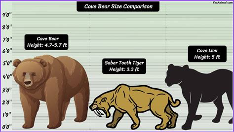 Cave Bear Size: How Big Were They? Compared With Others