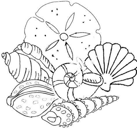 Seashell Coloring Pages