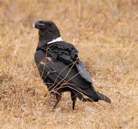 Tense of Thousands: Animal of the Day - White-Necked Raven