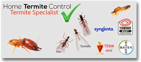 General Pest Control Tips, Pest Management and Termite Prevention