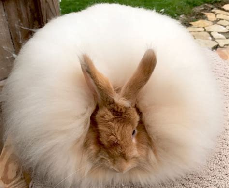 NARBC - National Angora Rabbit Breeders Association