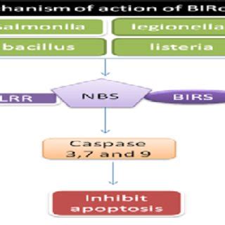 Different micro-organisms via caspases pathway show inhibition of... | Download Scientific Diagram