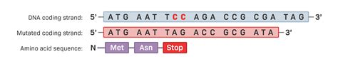 Frameshift Mutation Animation