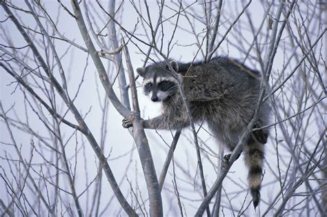 Coon Hunting 101: Raccoon Hunting Tips and How to Hunt These Vermin