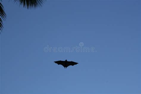 165 Bat Fruit Silhouette Stock Photos - Free & Royalty-Free Stock ...