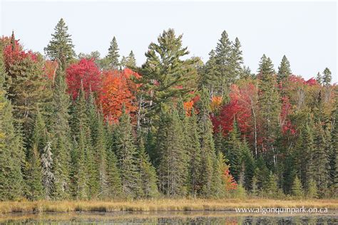 Fall Colour Report | Algonquin Provincial Park | The Friends of Algonquin Park