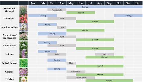 Cut-flower-garden-planting-plan - Moss Living