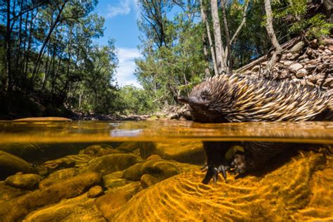 Photo tip of the week: 5 tips for epic Australian wildlife photography - Australian Photography