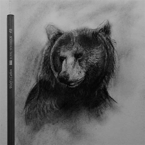 Grizzly Bear Pencil Drawing at PaintingValley.com | Explore collection ...