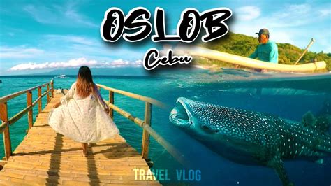 OSLOB CEBU | Giant Whale Shark Watching and Majestic Sumilon Island ...