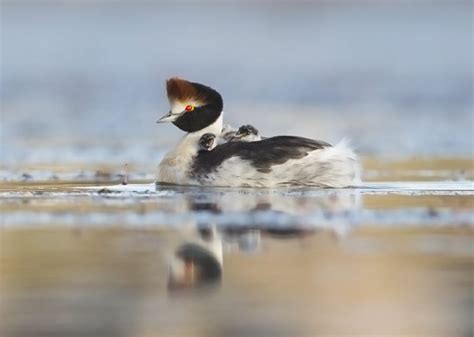 Selecting GPS tags to track the critically endangered Hooded Grebe - Arribada | Open Source ...