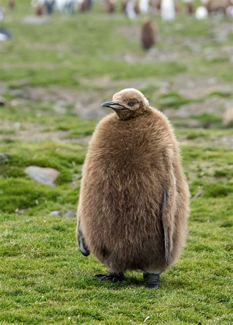 a lone king penguin chick : r/aww