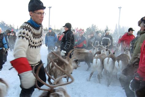 Sami Reindeer People Culture