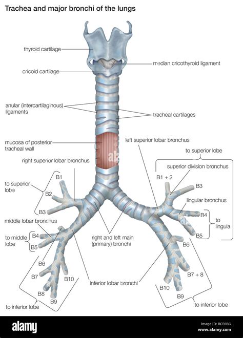 The trachea and major bronchi of the human lungs Stock Photo - Alamy