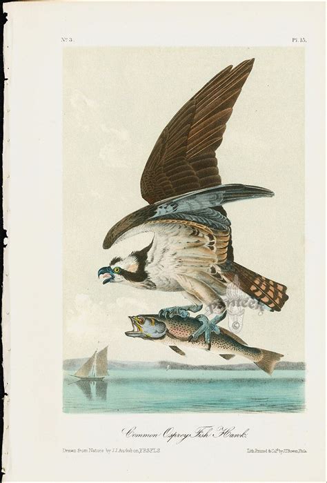 Audubon Birds America Common Osprey Fish Hawk Pl 15 from Best 50 prints from Audubon Birds of ...