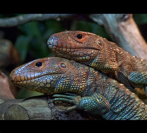 Caiman Lizard Couple | This picture is available on Getty Im… | Flickr