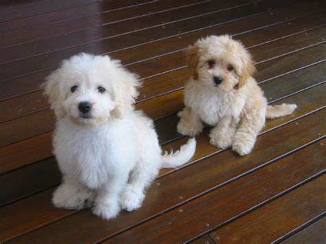 Toy Poodle Cross Breeders Australia | Wow Blog