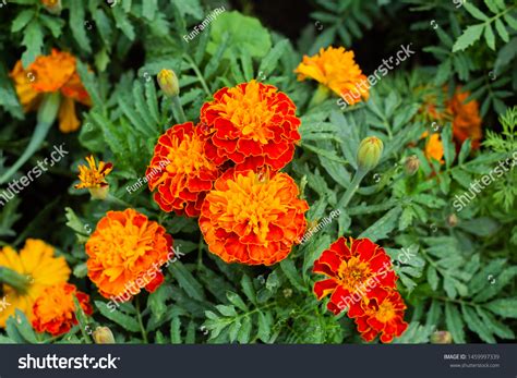 Close Beautiful Marigold Flower Tagetes Erecta Stock Photo 1459997339 | Shutterstock