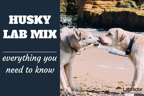 Everything You Need To Know About Husky Lab Mix Dogs - LabradorTrainingHQ