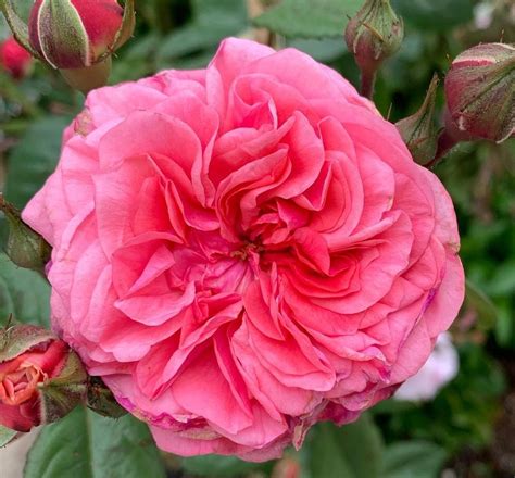 9 Beautiful Pink Rose Bush Varieties - SONG OF ROSES