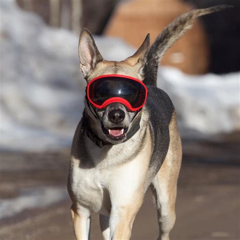 Rex Specs Dog Goggles - Red | BaxterBoo