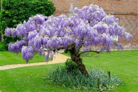 Chinese Wisteria (Wisteria sinensis) | Wisteria tree, Garden vines, Garden trees