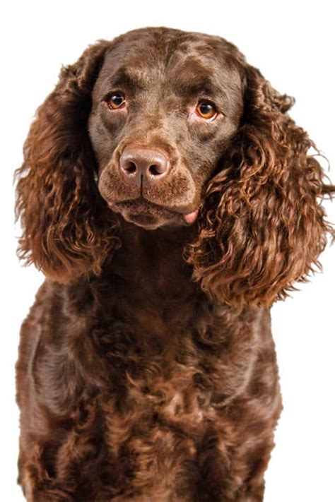 The American Water Spaniel - Are you curious?