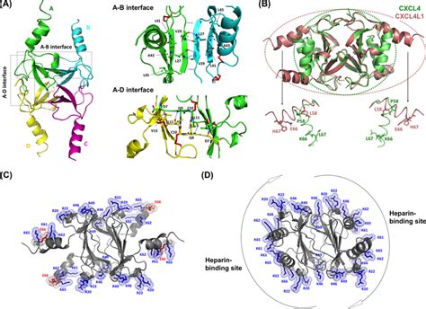 Crystal structure of CXCL4L1. A, shown is a schematic representation of ...