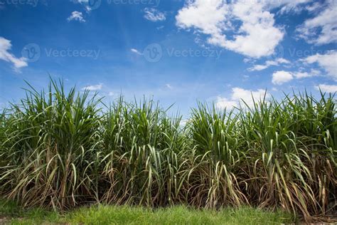 Landscape of sugar cane plantation 9587408 Stock Photo at Vecteezy