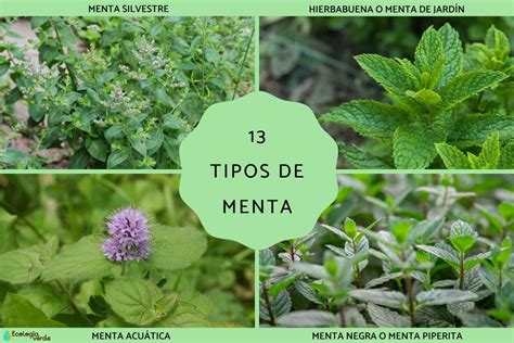 13 tipos de menta - Nombres, características y fotos