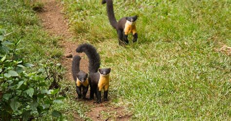 A new study finally sheds light on the rare Nilgiri marten, a badger-like mammal with a yellow neck