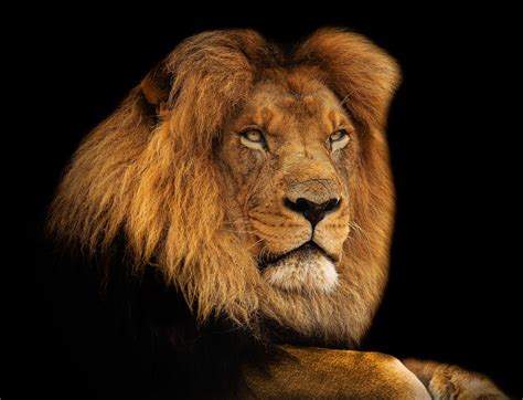 Lion King Mane - Free photo on Pixabay